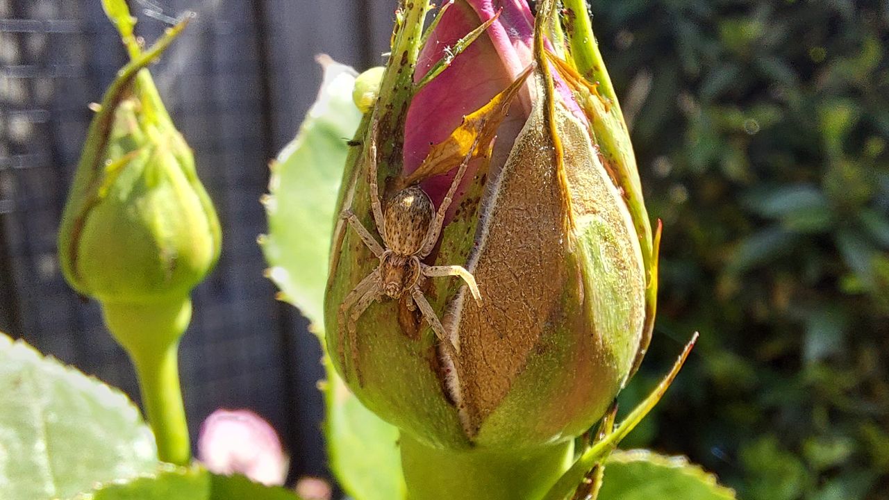 De zwartrugrenspin (foto: Piet Plasmans).