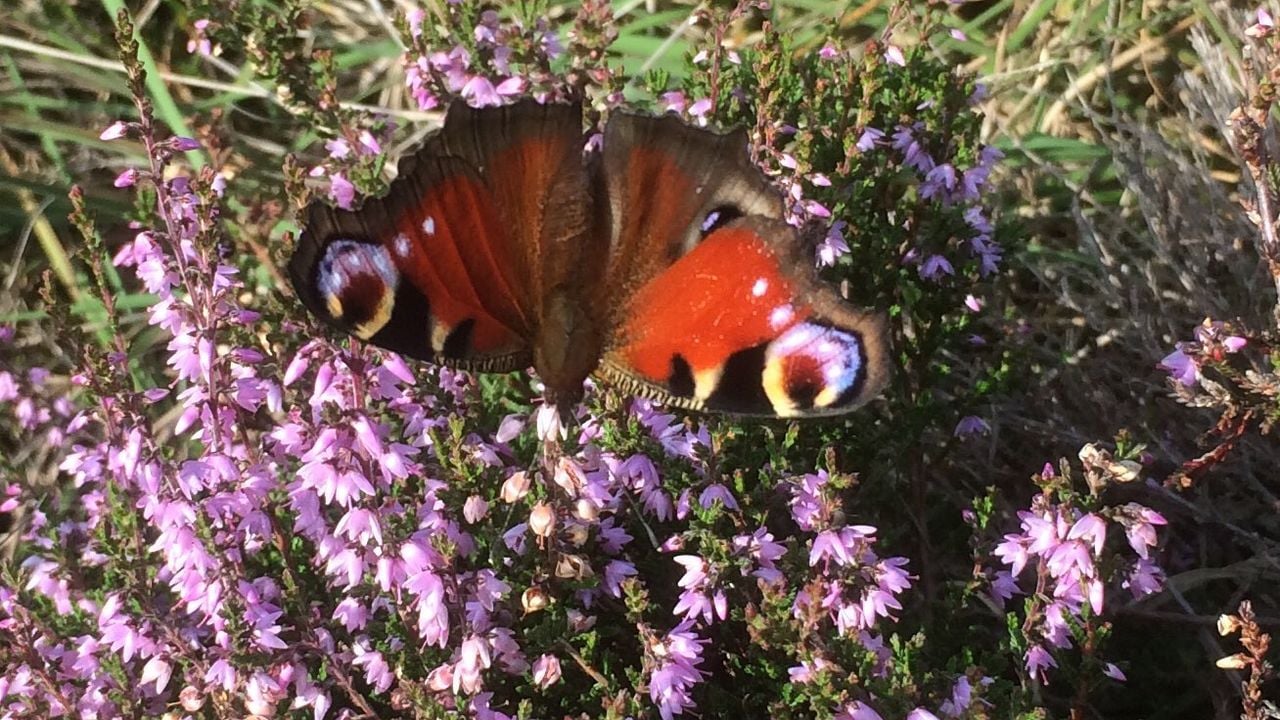 Dagpauwoog op de heide (foto:Frans Kapteijns)