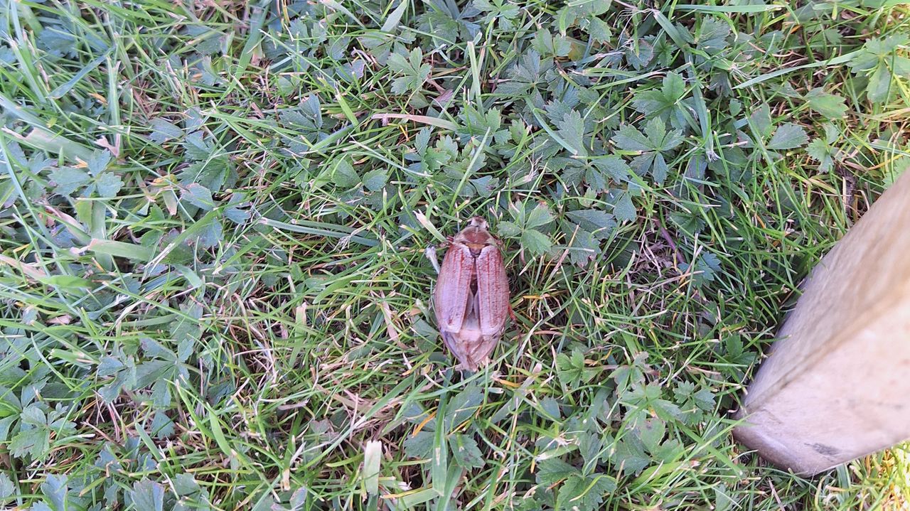 Gewone meikever (foto: Peter van den Bergh).