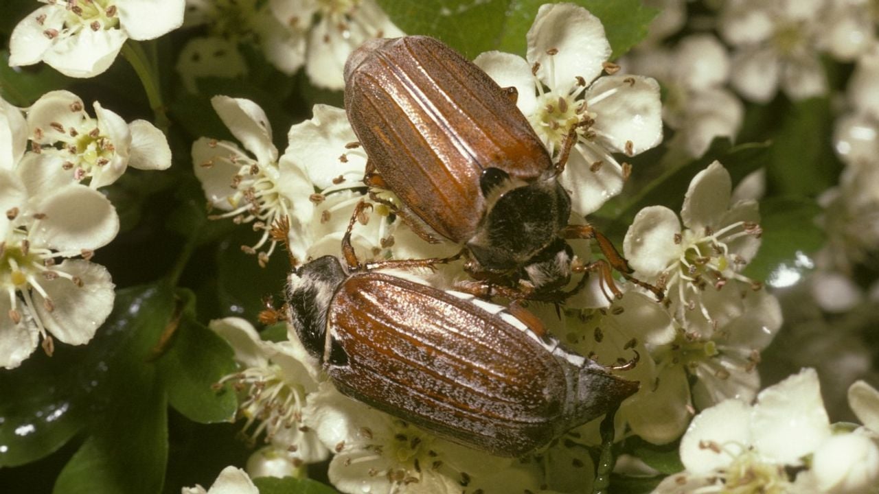 Een meikevervrouwtje en -mannetje (foto: Saxifraga/Pieter van Breugel).