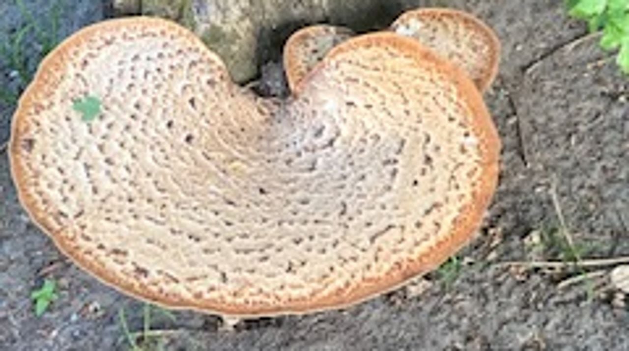 Een zadelzwam (foto: Marcel Heijnen).