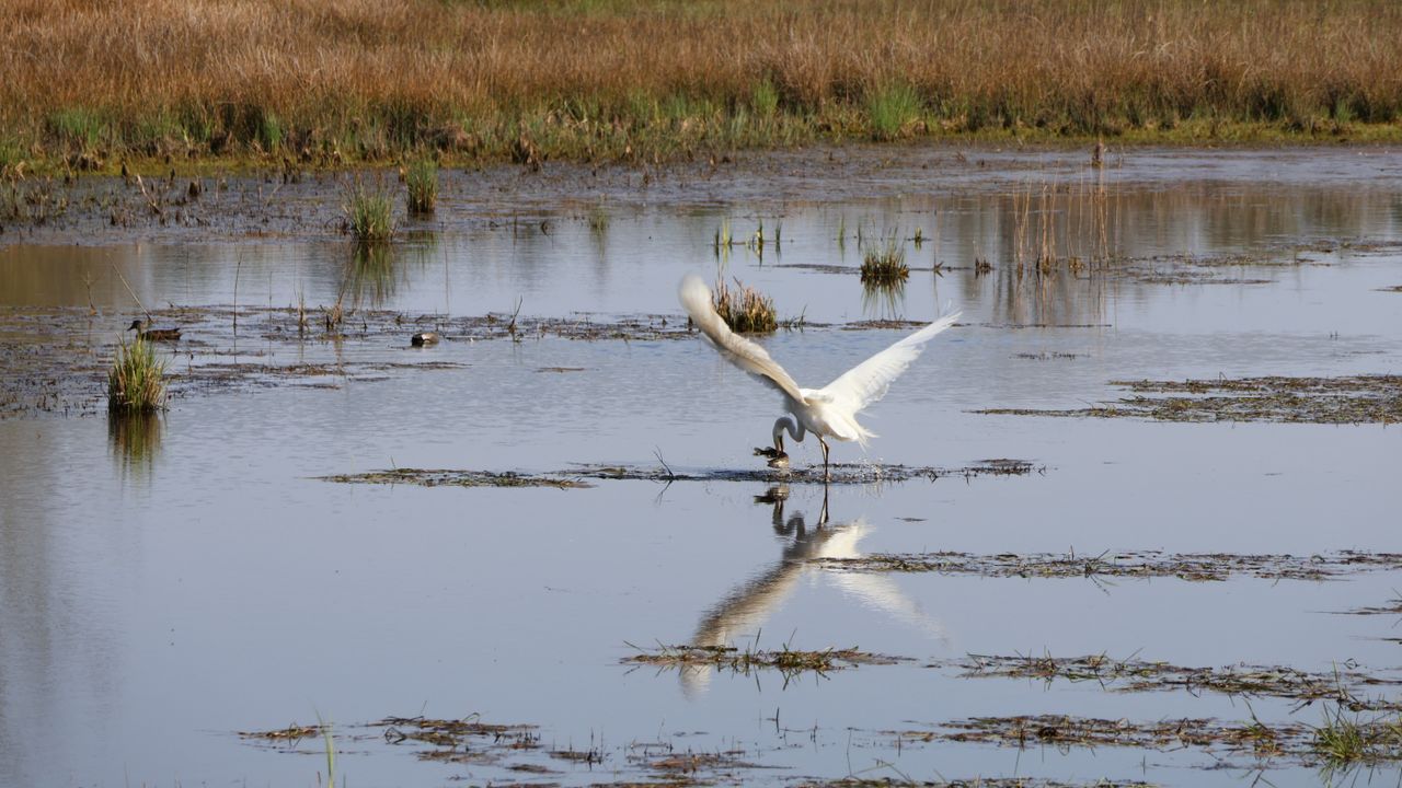 Grote zilverreiger op Strabrechtse heide (foto: Annemiek van Dijk)