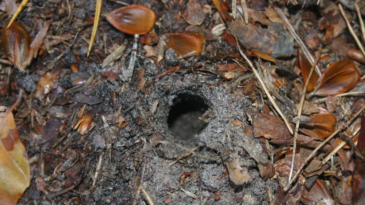 Ingang mestkever holletje (foto;Frans Kapteijns)