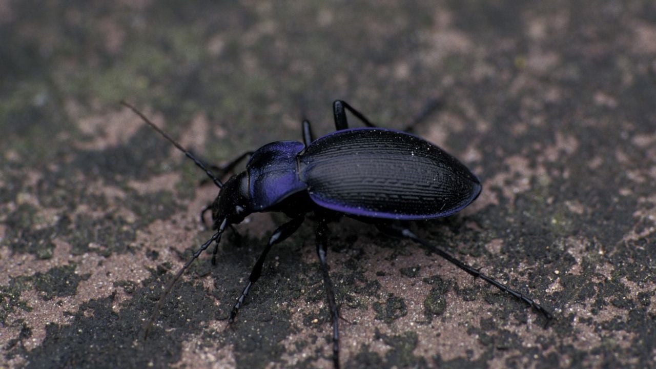 Een blauwzwarte schallebijter (foto: Saxifraga/Frits Bink).