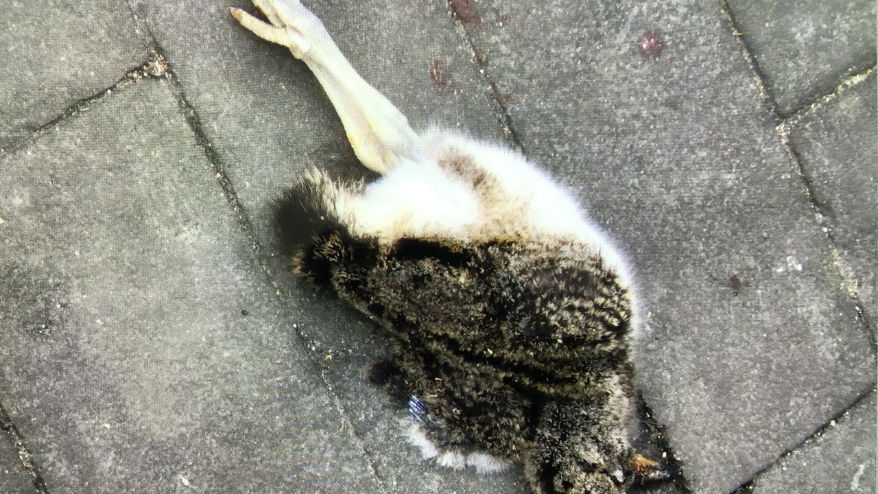 Een jonge kievit (foto: Ineke Lindeman).