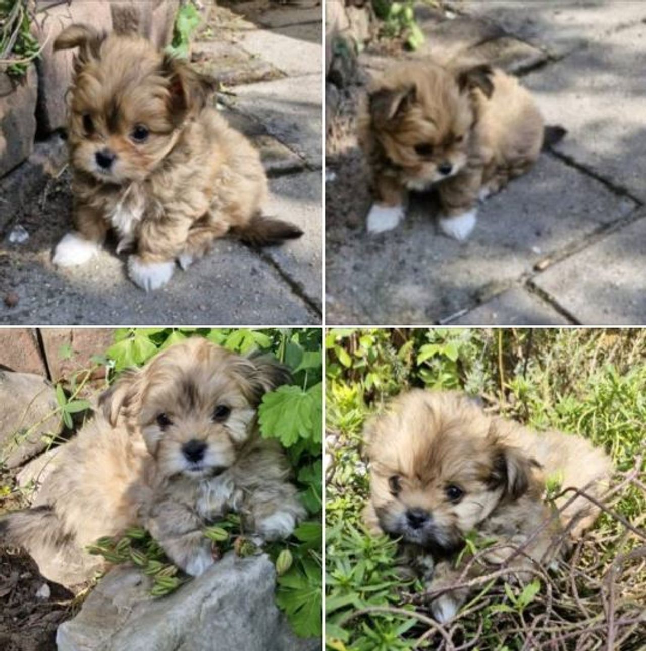 De vier gestolen pups (foto: Dierenambulance Brabant Noord-Oost).