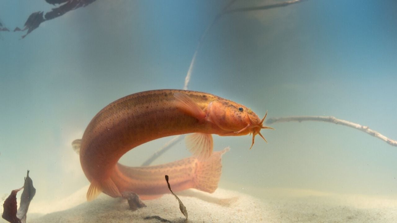 de modderkruiper (foto: Omroep Brabant).