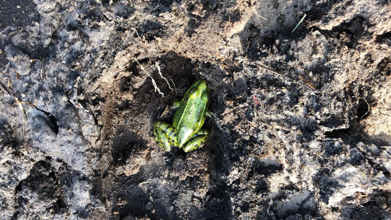 Een poelkikker in een drooggevallen plas (foto: Frans Kapteijns).