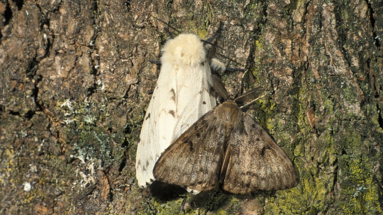 Een mannetje en vrouwtje van de plakker (foto: Saxifraga/Frits Bink).