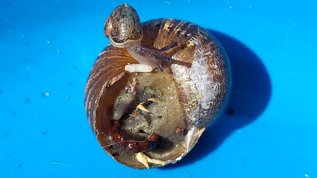 Een grote en kleine segrijnslak (foto: Wilco van Genechten).