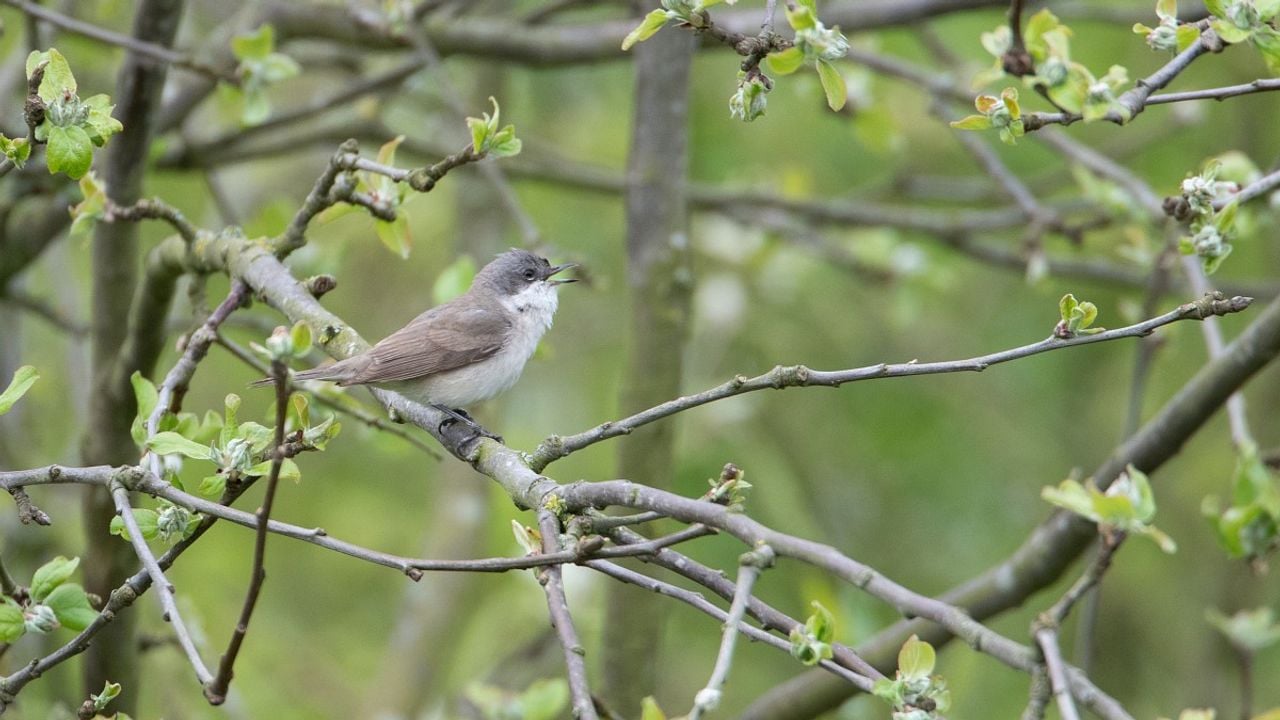 Een braamsluiper (foto: Saxifraga/Luc Hoogenstein).