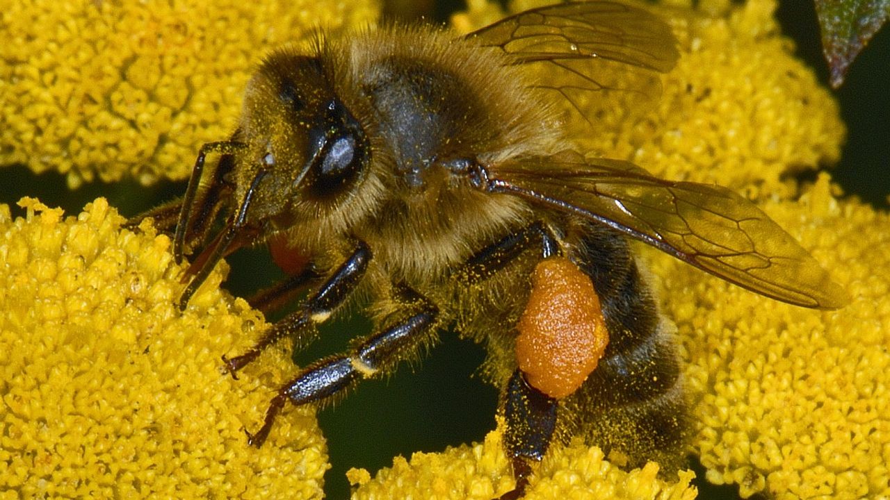 Een honingbij (foto: Saxifraga/Ab H. Baas).