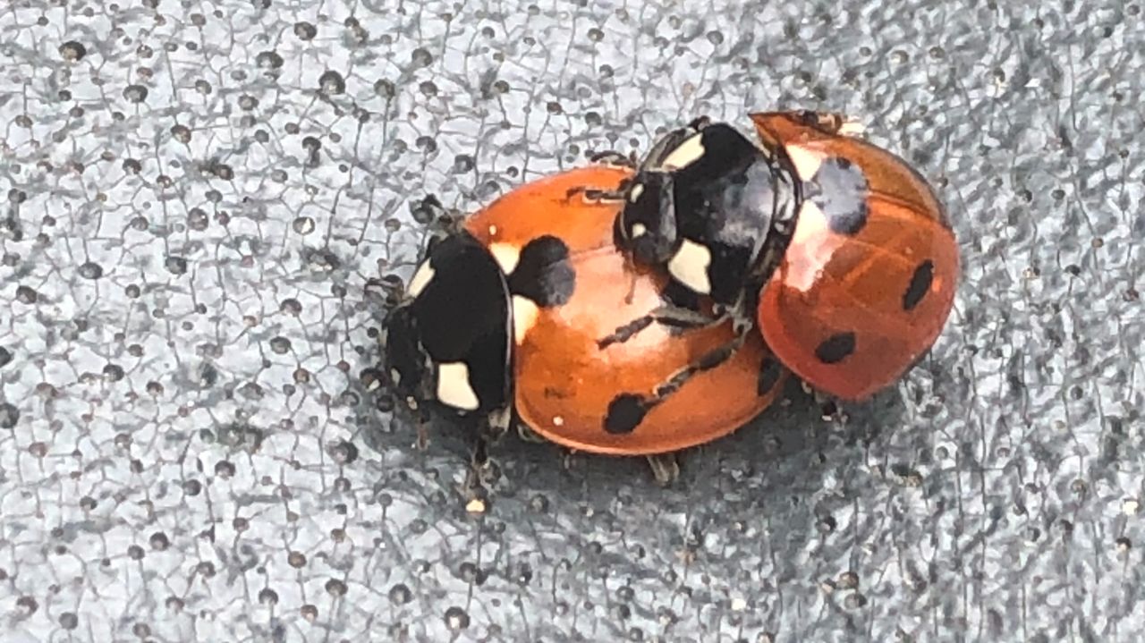 De paring van twee zevenstippige lieveheersbeestjes (foto: Jan Baartmans).