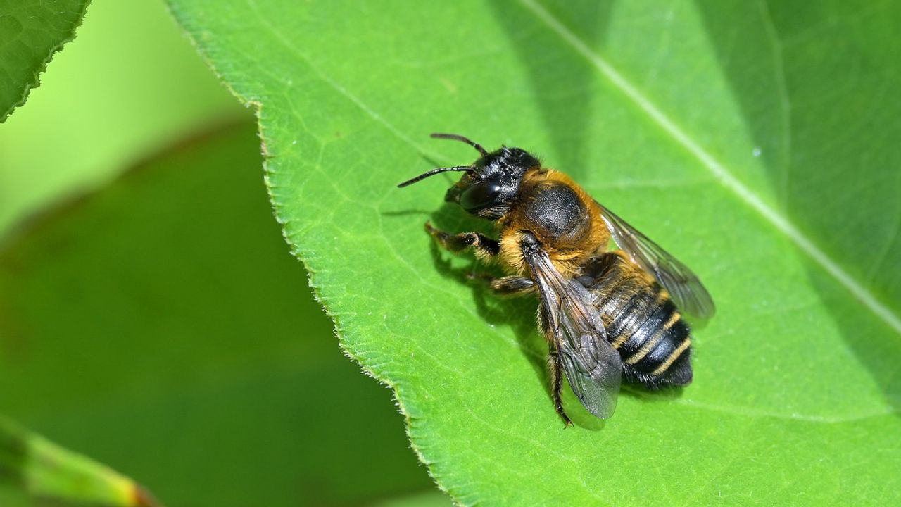De grote bladsnijder (foto: Tom Heijnen).