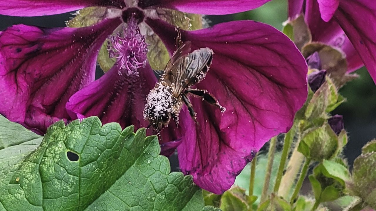 Een blinde bij met stuifmeel (foto: Frans Kremer).
