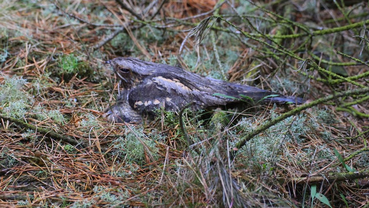 Een nachtzwaluw (foto: Natuurmonumenten).