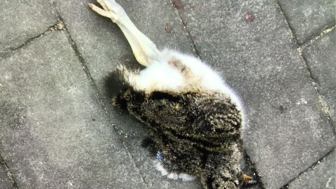 Deze dode vogel lag op het trottoir (foto: Ineke Lindeman).
