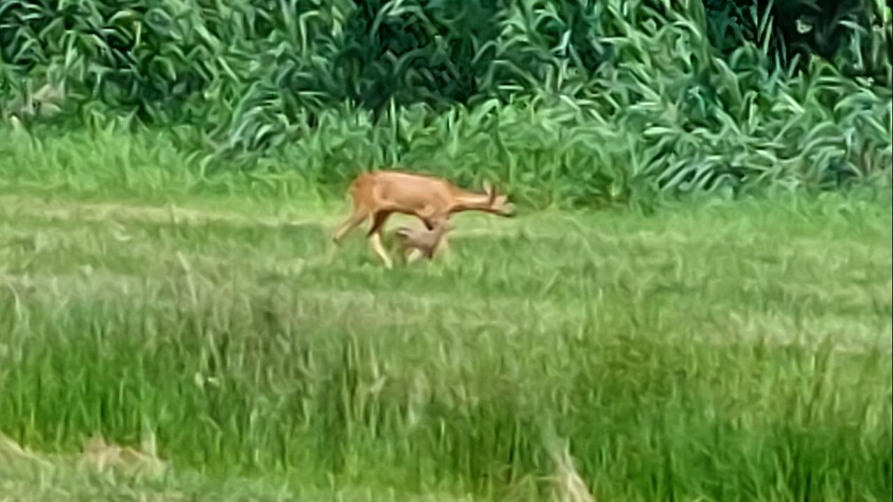 Een reegeit met jong (foto: Rinus Mesman).