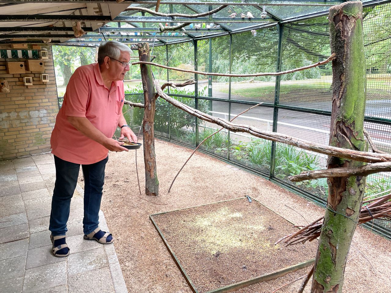 Henk geeft de overgebleven vogels eten (foto: Raymond Merkx).