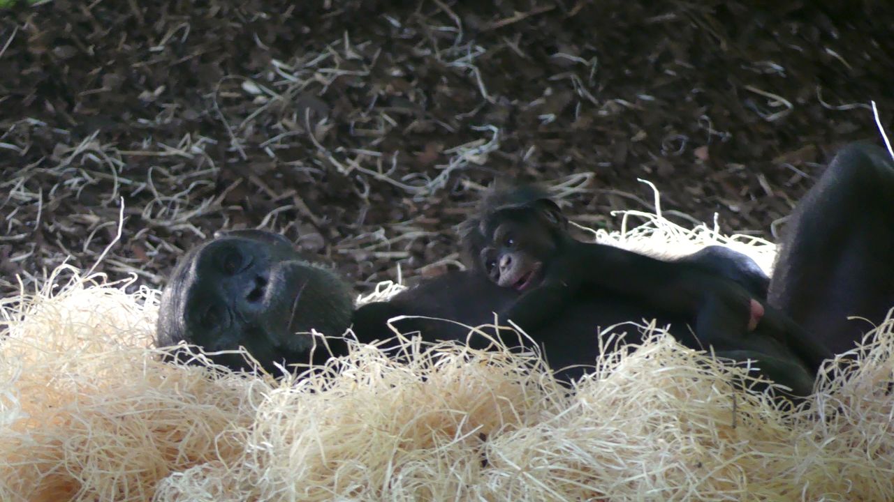 Foto: Eindhoven Zoo.