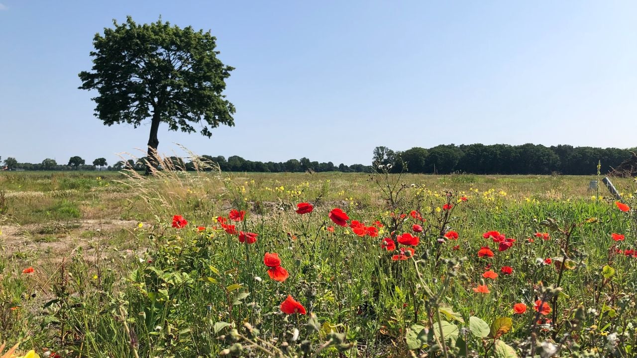 De plek van de moord, zoals hij er uit zag op de dag van de uitspraak (foto: Willem-Jan Joachems)