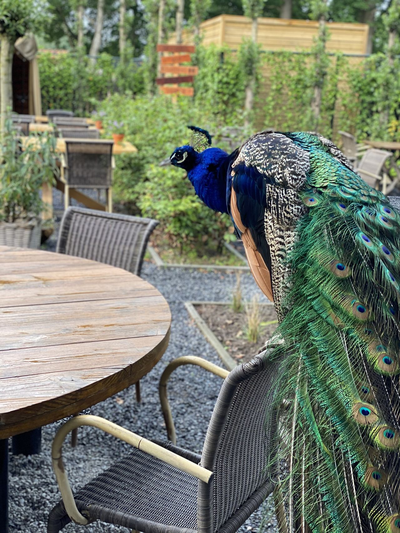 Pauw Jeroen op het terras (privéfoto).