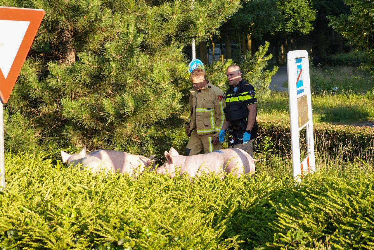 Foto: Harrie Grijseels/Persbureau Heitink.