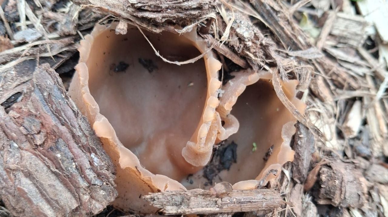 Een bekerzwam spec. (foto: Tiny Vertogen).