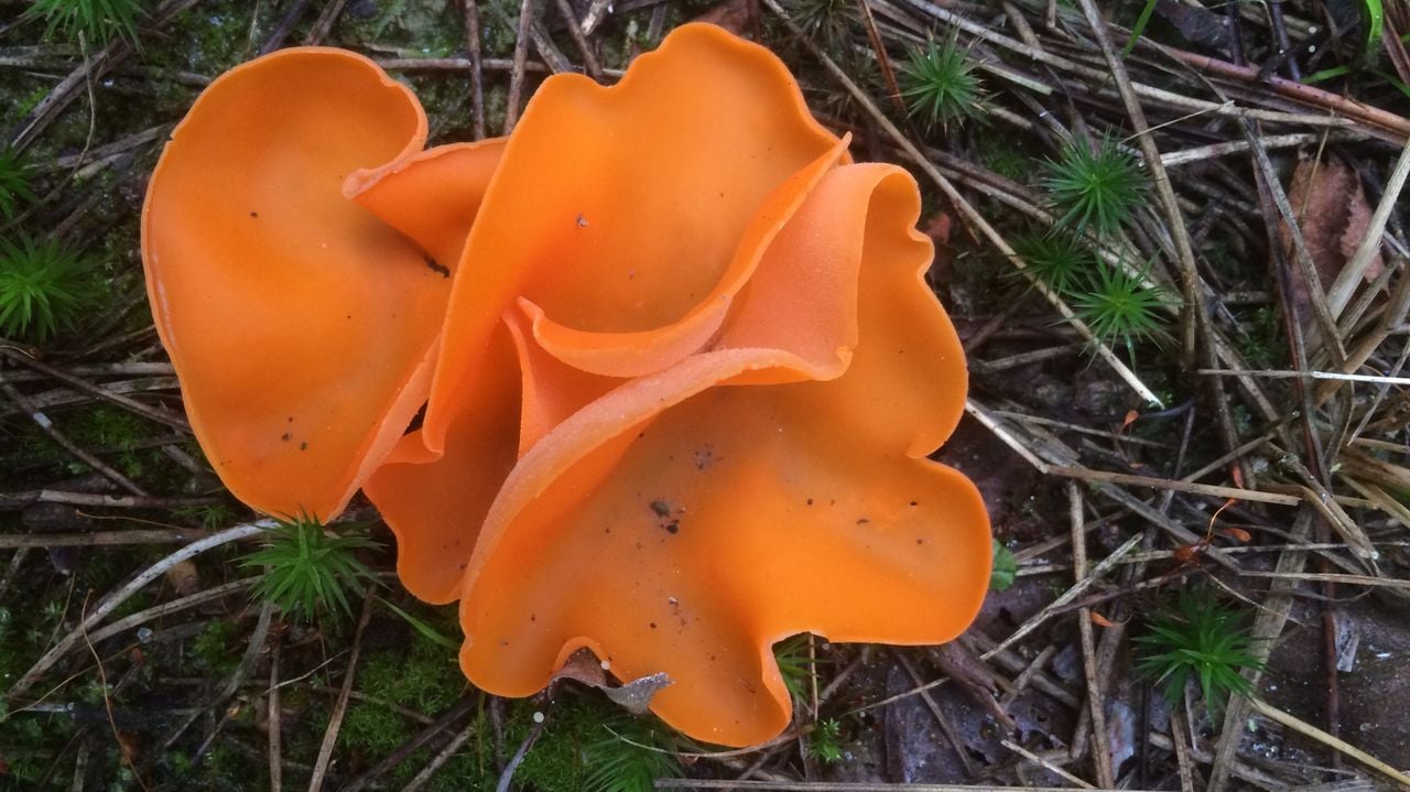 De grote oranje bekerzwam (foto: Frans Kapteijns).