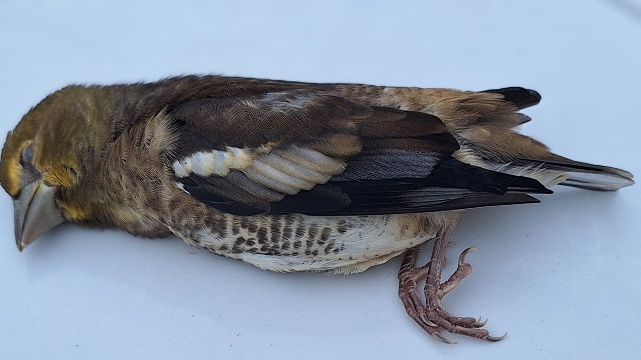 Een appelvink (foto: Frederik Meyer).
