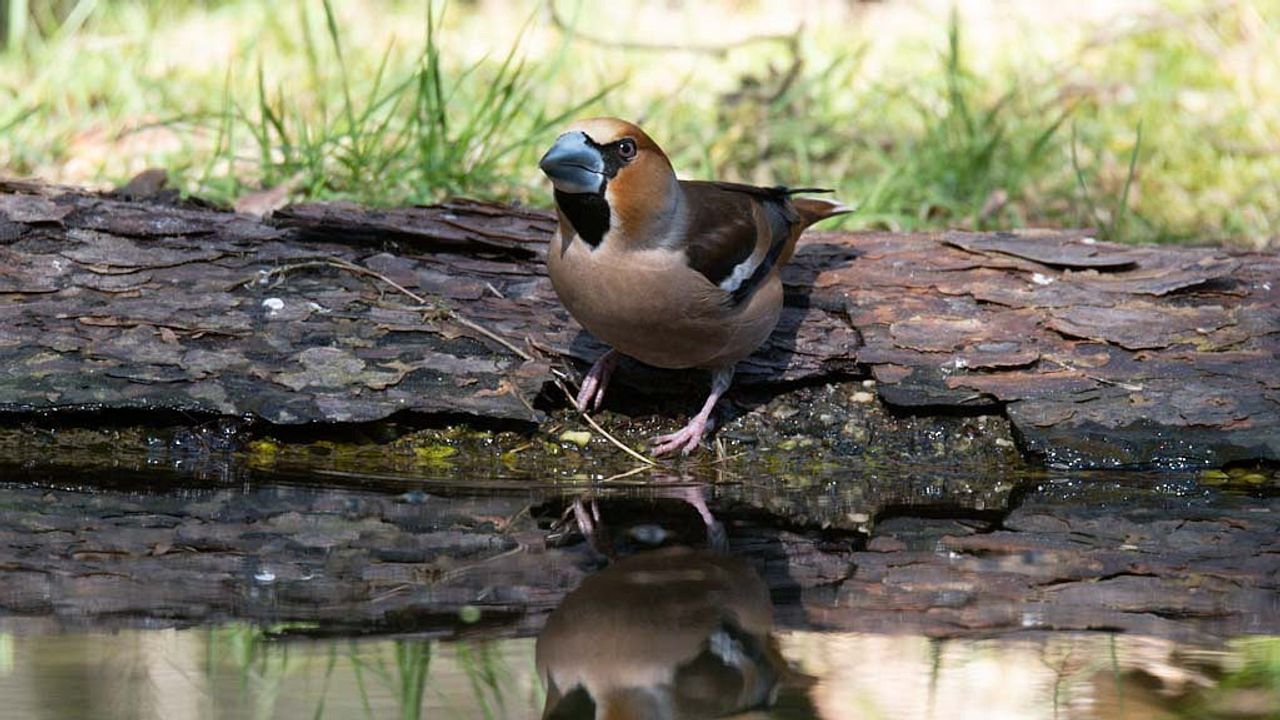Een appelvink (foto: Saxifraga/Luuk Vermeer).