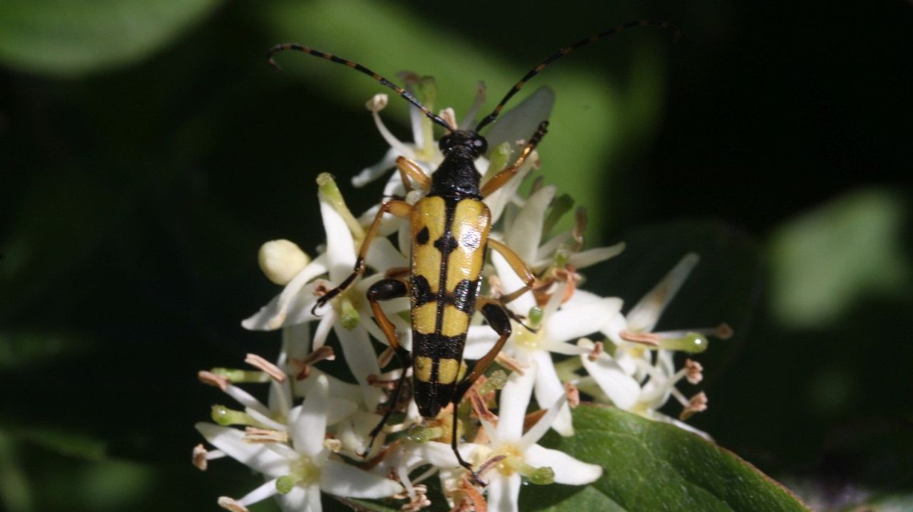 Een geringelde smalboktor (foto: Saxifraga/Rutger Barendse).