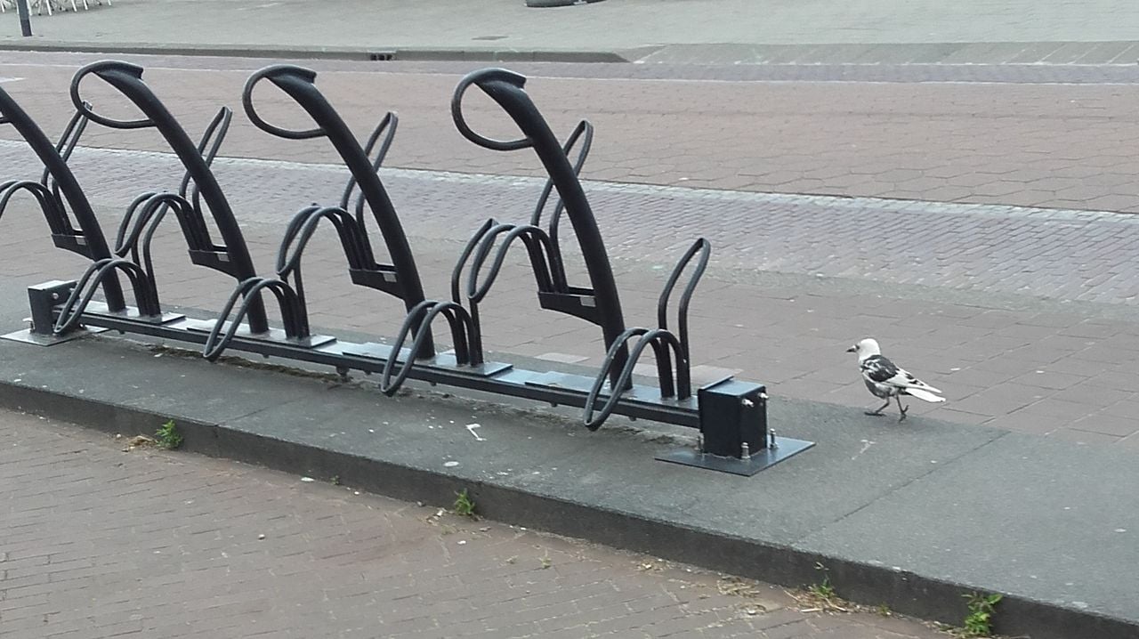 Een kauw met melanisme (foto: Frans van Loon).