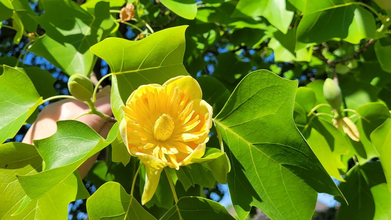 Een Amerikaanse tulpenboom (foto: Marian Hendriks).