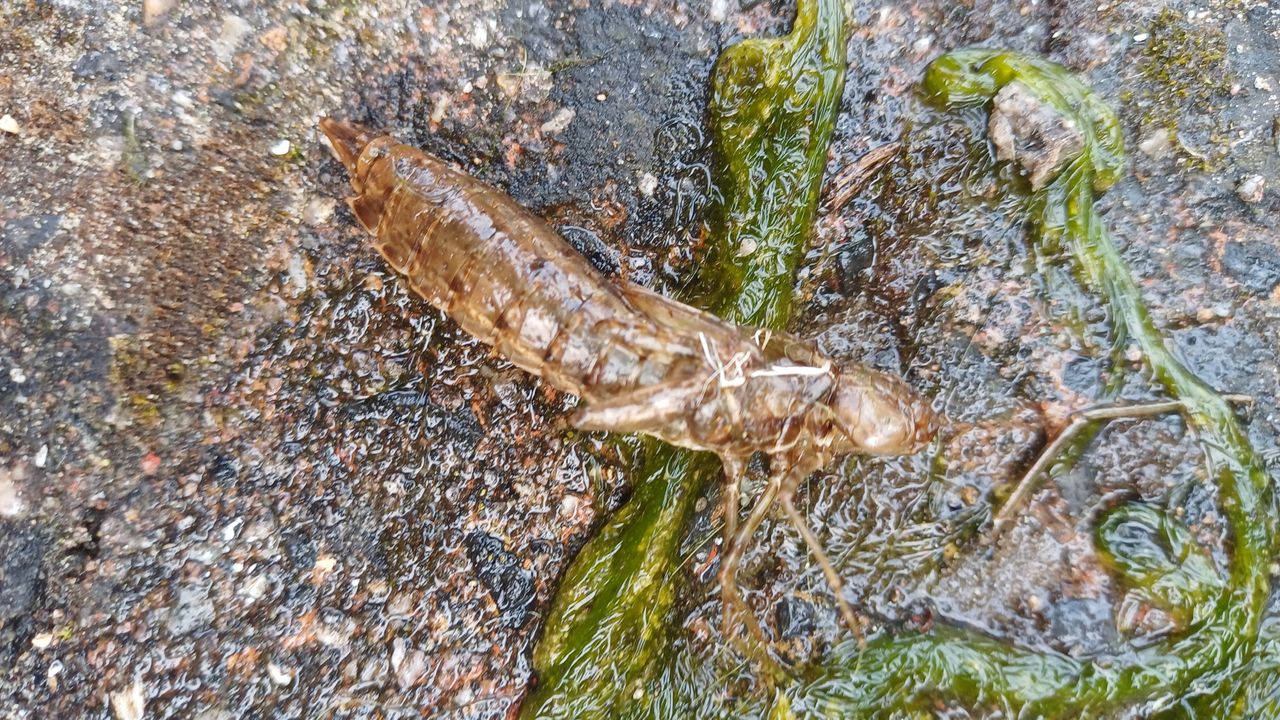 De nimf van de grote libel (foto: Marijke Derks).