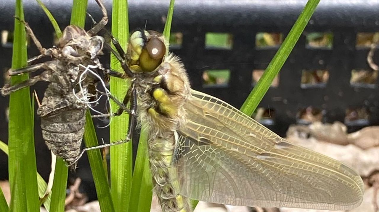 Een net uitgeslopen viervlek (foto: Norma Rijswijk).