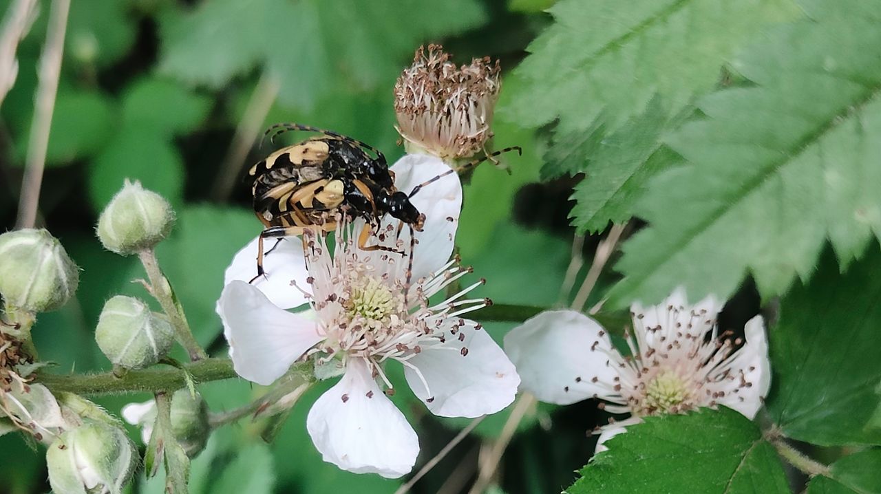 De paring van geringelde smalboktorren (foto: Els Peters).