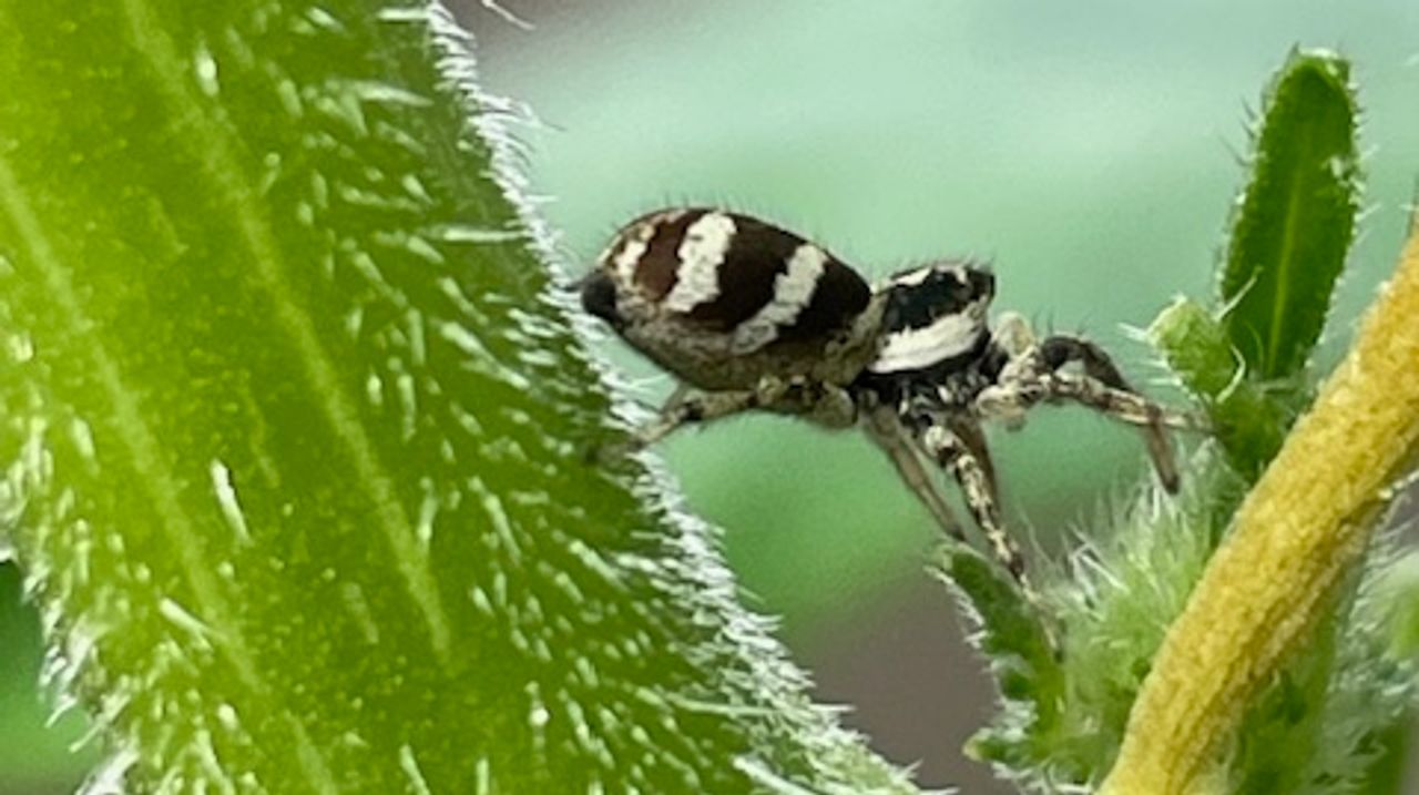 Een huiszebraspin (foto: Antje de Bruyn).