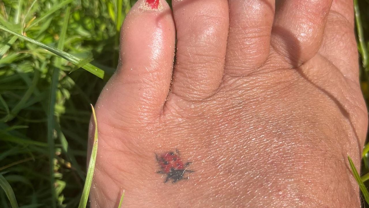 Lieveheersbeestje op de voet van Marieke (privéfoto). 