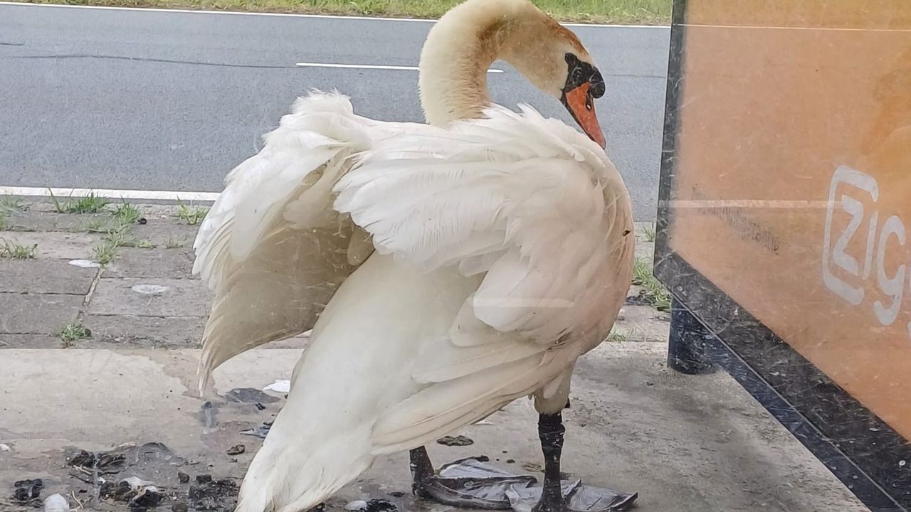 Foto: dierenambulance Den Bosch.