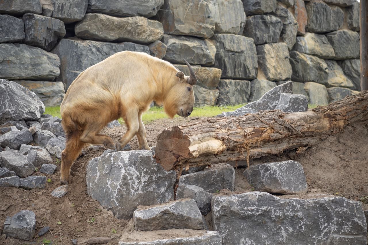 Foto: Pairi Daiza/Eindhoven Zoo.