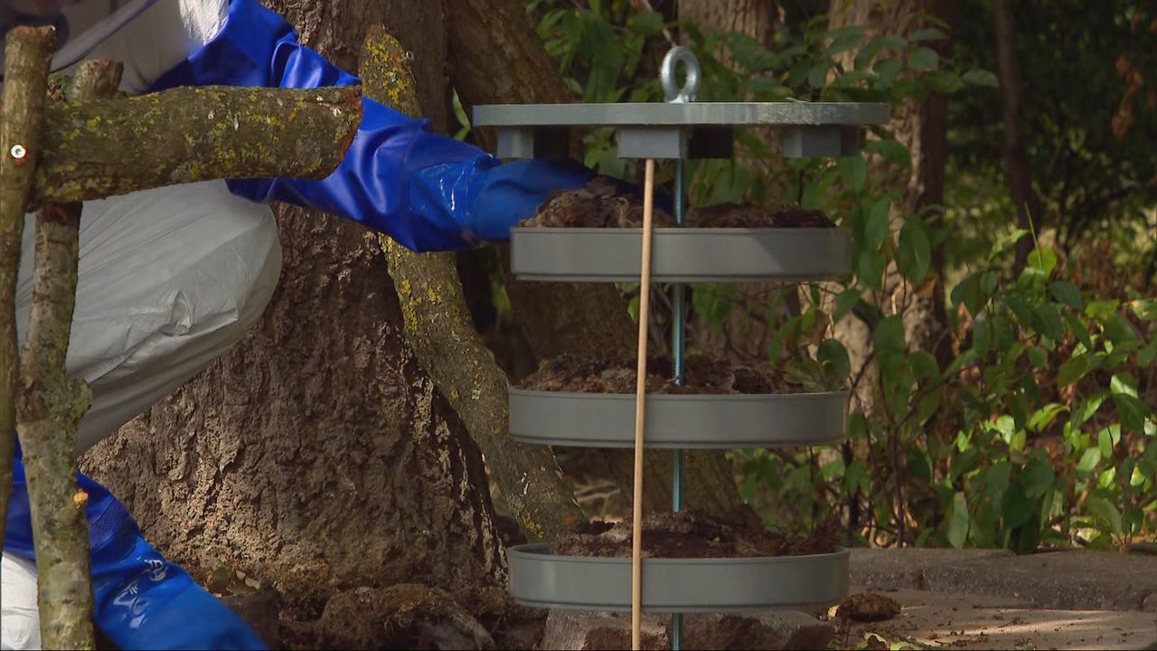 De nestkasten met rupsen voordat ze in de groene hotels gaan (foto: Omroep Brabant).