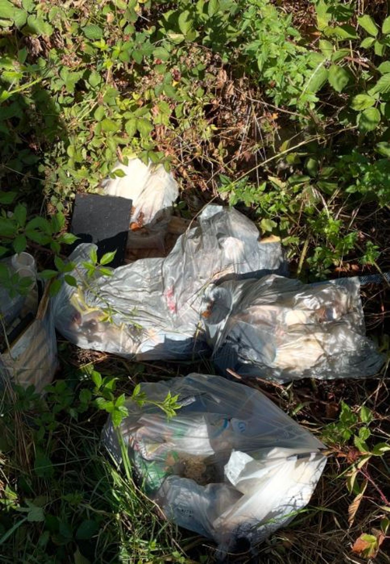 Foto: Instagram boswachter Wouter.