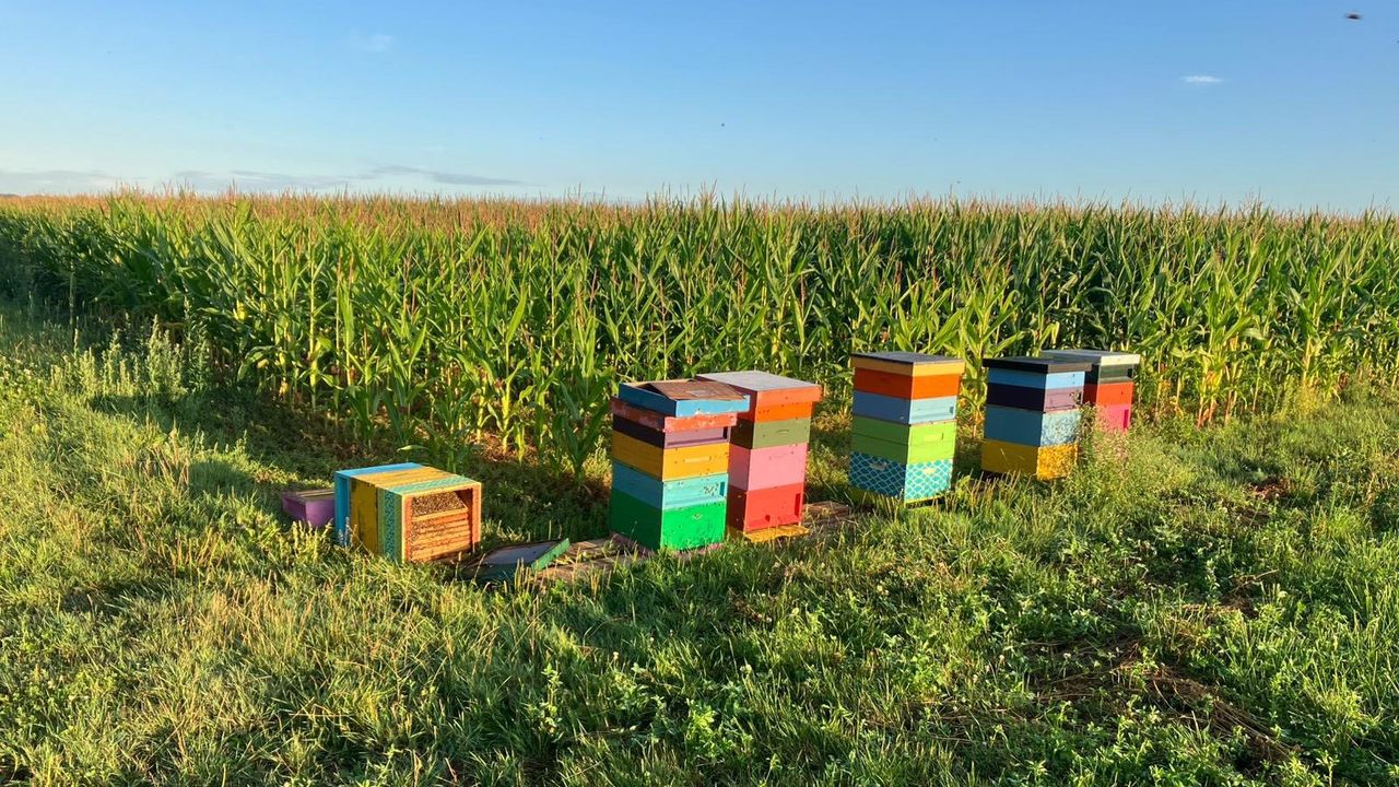De kasten staan langs een maïsveld (foto: Karin van Rosendaal-Van Eijk).