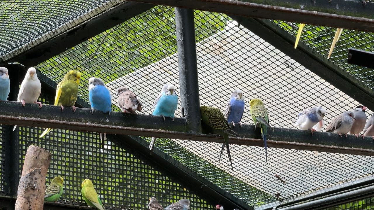 Deze beestjes zijn gelukkig nog te bewonderen (foto: Raymond Merkx).