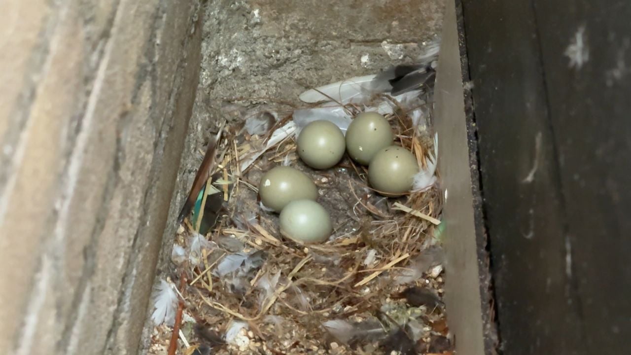 De eieren van de kwartel hebben geen moeder meer (foto: Raymond Merkx).