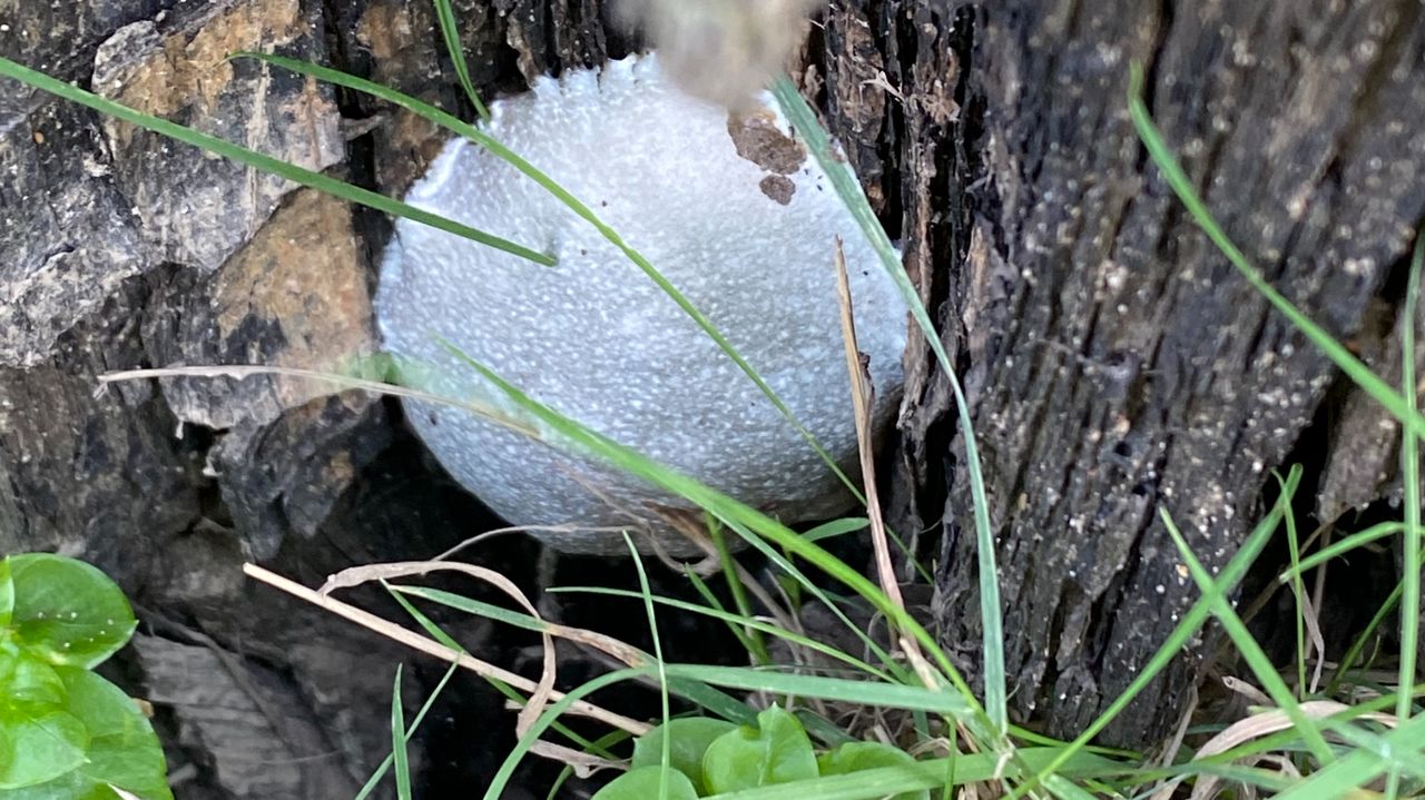 Het zilveren boomkussen (foto: Frans Kapteijns).