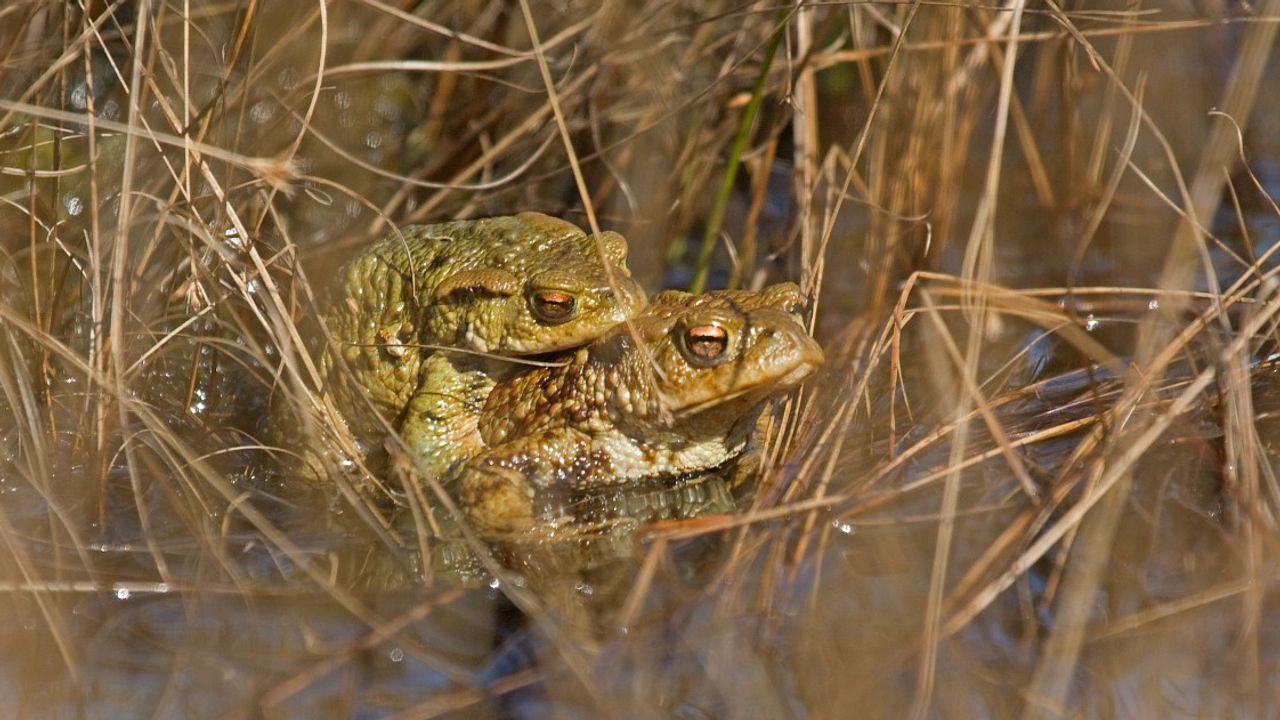Parende gewone padden (foto: Saxifraga/Jan Nijendijk).