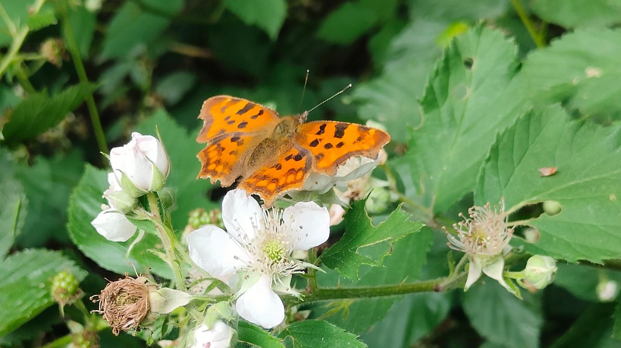Gehakkelde aurelia (foto: Els Peters).
