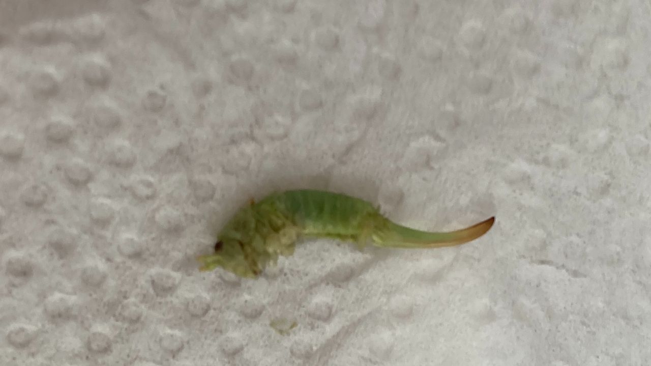 De cocon van een sabelsprinkhaan (foto: Sylvia Kools).